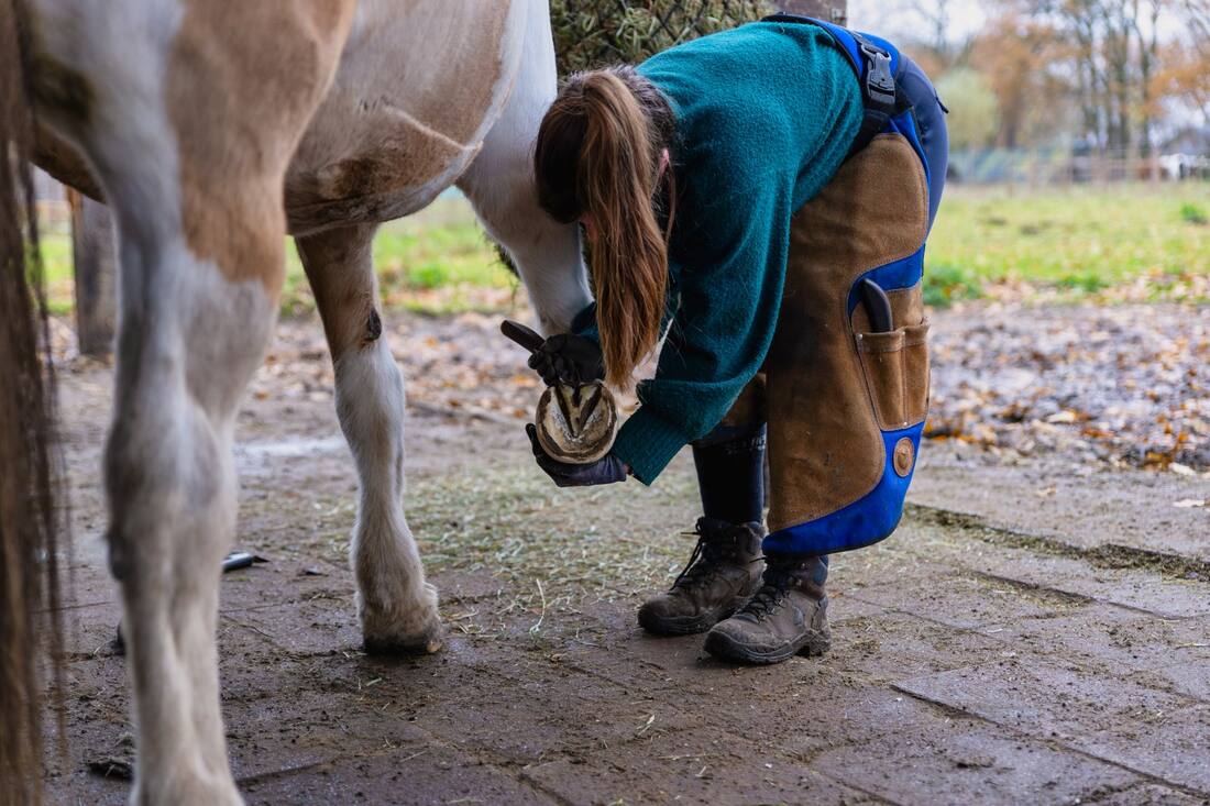 Hoef bewerken met rasp tijdens natuurlijke bekapping